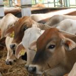 Info Demo Jakarta Hari Ini: Massa Berkumpul di Patung Kuda dan Kantor BGN